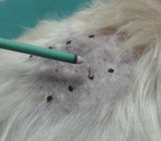 moxabustao-acupuntura-veterinaria-dr-marcelo-granja